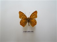 藏品(珠蛺蝶)的圖片